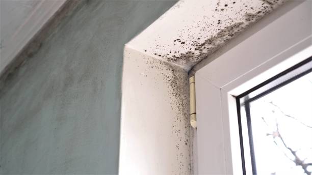 Best Commercial Mold Remediation in Culver, OR