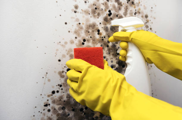 Best Commercial Mold Remediation in Culver, OR