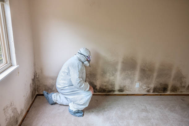Best Mold Remediation for Specific Building Types in Culver, OR